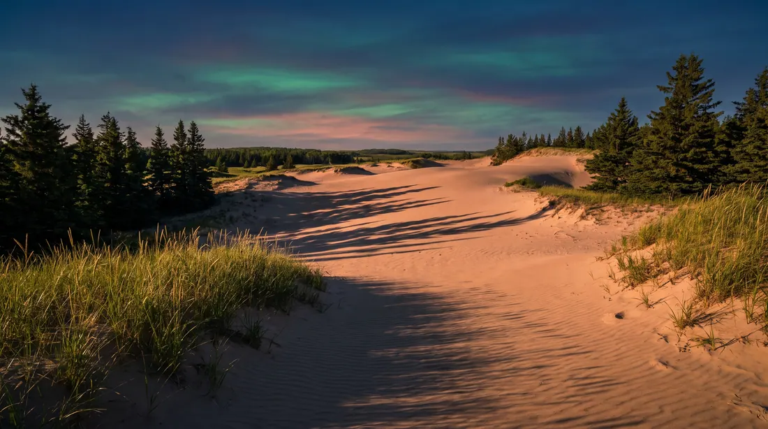 Open sand dunes edged with spruce trees at golden hour